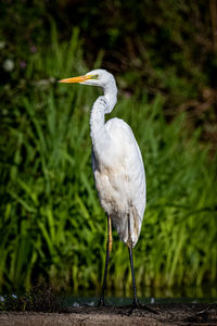 Heron standing on a land