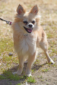 Portrait of a dog on field