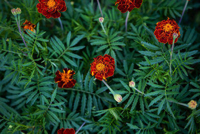 Marigold. very beautiful bright multi-colored flowers. close-up