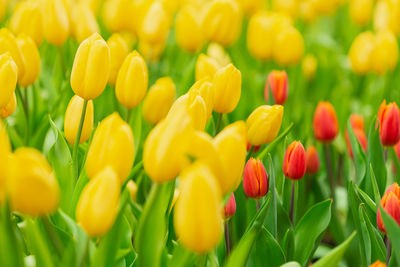 Close-up of yellow tulips on field