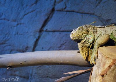 Close-up of a lizard on a tree