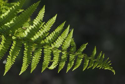 Close-up of fern