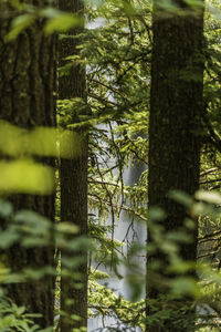 Close-up of tree trunks in forest