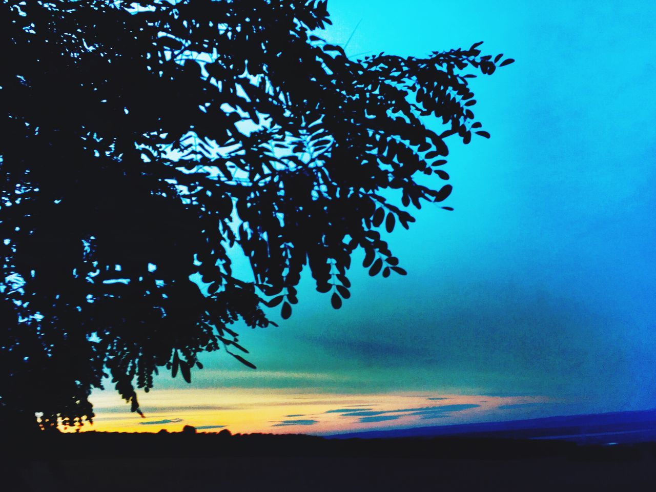 SILHOUETTE TREES ON CALM BEACH