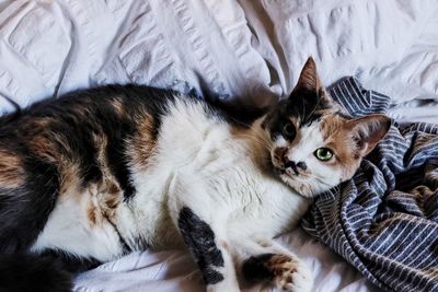 High angle view of cat relaxing on bed at home