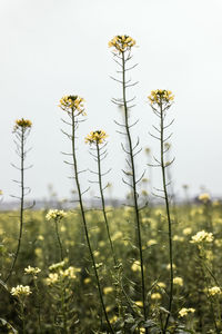 Close-up of flowering plants on field against sky