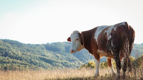 Cow standing in a field