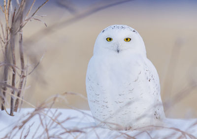 Close-up portrait of owl perching on snow