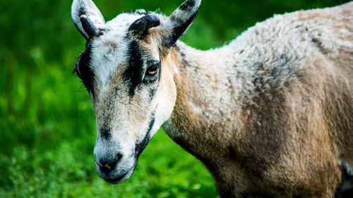 Close-up of a horse