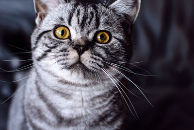 Close-up portrait of a britisch shorthair cat with a grey background