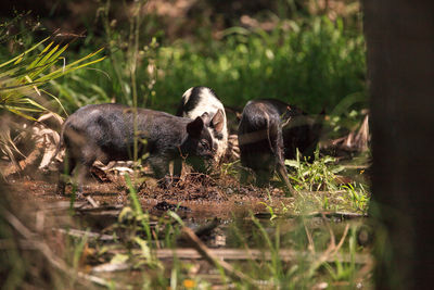 Baby wild hog also called feral hog or sus scrofa forage for food in myakka river state park 