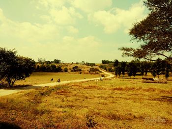 Trees on field against sky