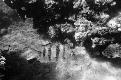 Close-up of fish swimming in sea