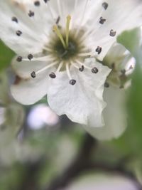 Close-up of white flowers blooming outdoors