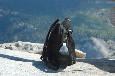 Squirrel on backpack