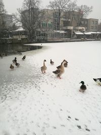 Birds in winter