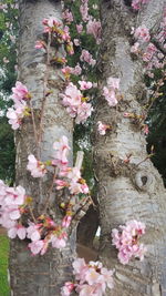 Close-up of pink flowers