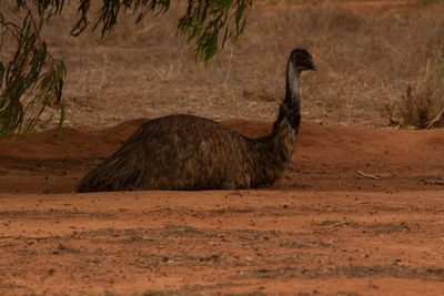 Emu on ground