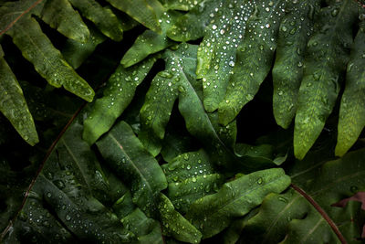 Full frame shot of wert leaves