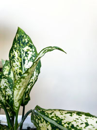 Close-up of wet leaf against white background