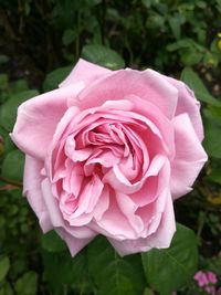 Close-up of pink rose