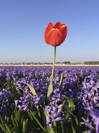 Close-up of red flowers blooming in field