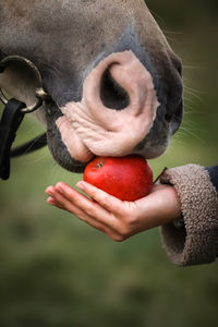 Cropped hand of man with dog