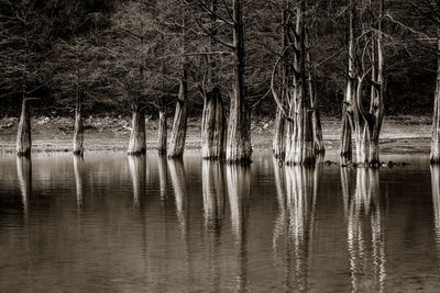 Scenic view of lake in forest