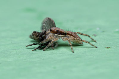 Close-up of spider