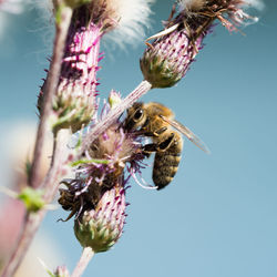 Close-up of bee pollinating on thistle