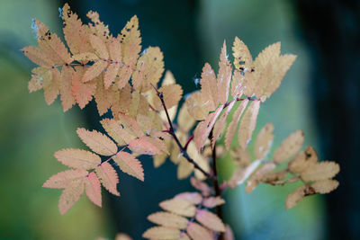 Close-up of maple leaves against blurred background