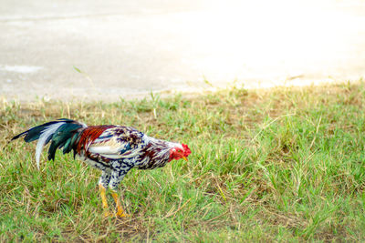 View of a bird on field