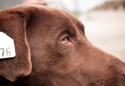 Close-up of brown dog looking away