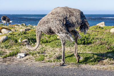 View of ostriches in wilderness, cape peninsula national park reserve, cape town, south africa