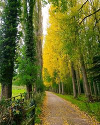 Road amidst trees in forest during autumn