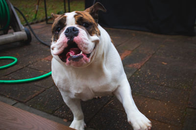 Portrait of dog sticking out tongue on footpath