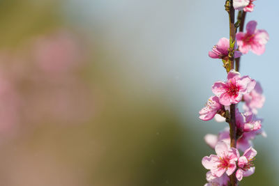 Close-up of pink cherry blossom