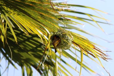 Close-up of insect on plant