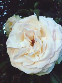 Close-up of rose blooming outdoors