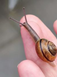 Close-up of snail on hand