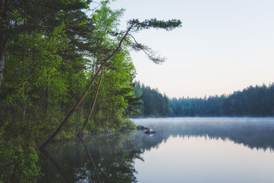 Scenic view of lake in forest against clear sky