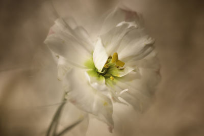 Close-up of white flower blooming outdoors