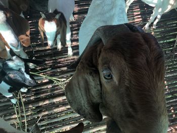 Close-up of cow standing outdoors