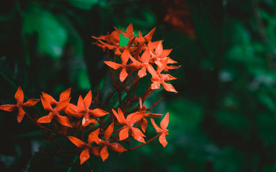 Red flower rain. wet in water. ixora red tiny flower plant drenched in rain 