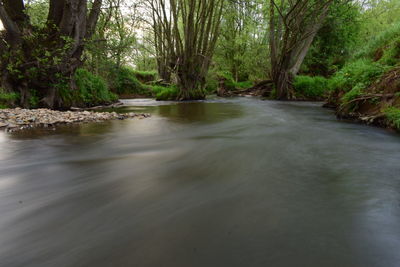 Scenic view of river amidst trees in forest