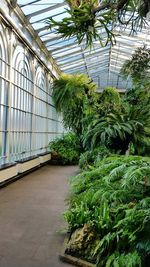 Plants in greenhouse