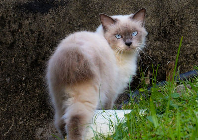 Portrait of kitten sitting outdoors