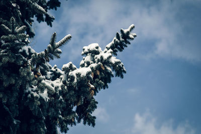 Holiday evergreen christmas tree pine branches covered with snow. copy space