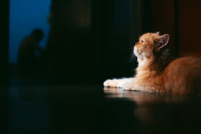 View of a dog on floor