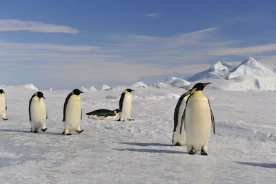 View of birds in the winter